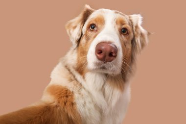 Şirin tüylü Avustralyalı çoban köpeği kahverengi arka planda selfie çekiyor.