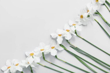 Gri arkaplanda güzel nergis çiçekleri