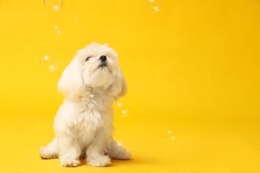 Sarı arka planda sabun köpükleri olan şirin bir Maltese köpeği.