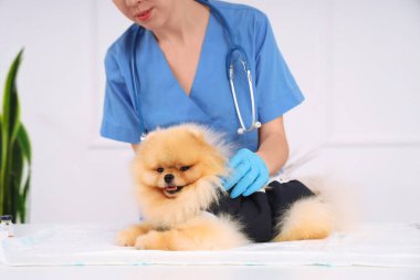 Pomeranya köpekli bir kadın veteriner klinikteki masadaki sterilizasyondan sonra kurtarma kıyafeti giyiyor.
