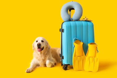 Beyaz sevimli Labrador köpeği, bavulu ve sarı arka planda paletleri var.