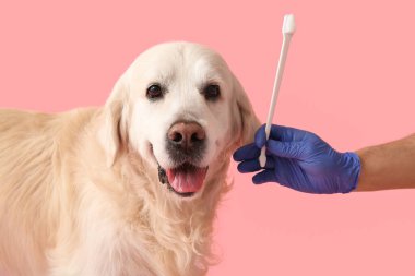 Tıbbi eldivenli kadın, pembe arka planda Labrador köpeğinin yanında diş fırçası tutuyor.