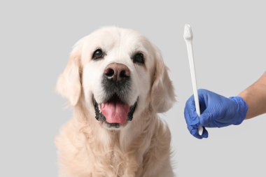 Tıbbi eldivenli bir kadın, gri arka planda beyaz Labrador köpeğinin yanında diş fırçası tutuyor.