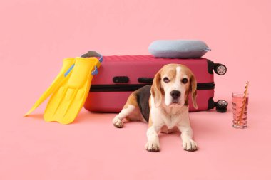 Güzel köpek bavulun yanında yatıyor, paletler ve pembe arka planda kokteyl.