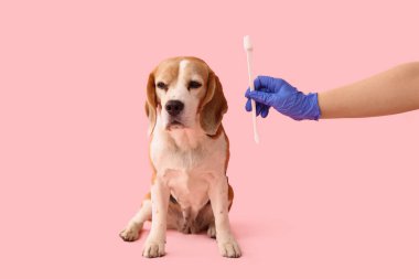 Tıbbi eldivenli kadın veteriner pembe arka planda sevimli bir köpeğin yanında diş fırçası tutuyor.