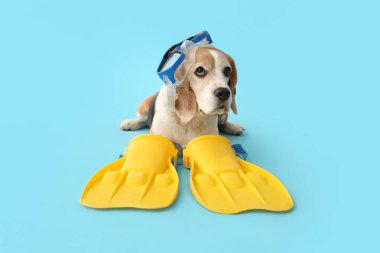 Şnorkelli şirin bir köpek ve mavi arka planda paletler.