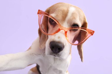 Leylak kaplamalı güneş gözlüklü şirin bir köpek. Yakın çekim.