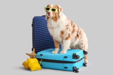 Güneş gözlüklü, beyaz arka planda bavulları olan sevimli Avustralya çoban köpeği. Turizm konsepti