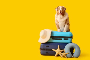 Sarı arka planda bavulların üzerinde oturan şapkalı ve seyahat yastıklı şirin Avustralya çoban köpeği. Turizm konsepti