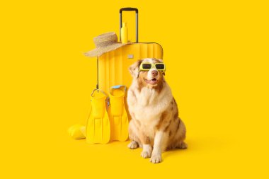 Çantalı, şapkalı ve yüzgeçli sarı arka planda sevimli Avustralya çoban köpeği. Turizm konsepti