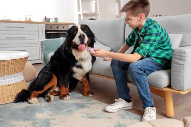 Şirin pofuduk köpek ve evcil oyuncağı oturma odasında olan çocuk.