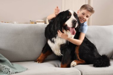 Şirin pofuduk köpek ve çocuk oturma odasında gri koltukta oturuyor.