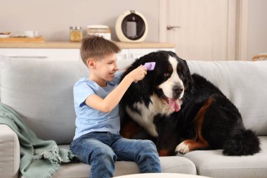 Çocuk oturma odasındaki kanepede sevimli tüylü köpekleri fırçalıyor.