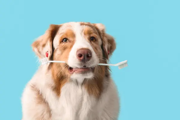 stock image Cute Australian Shepherd dog with toothbrush on blue background