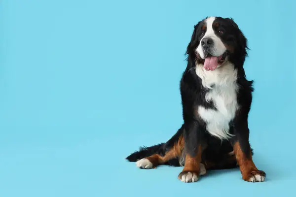 Netter Flauschiger Hund Sitzt Auf Blauem Hintergrund Stockbild
