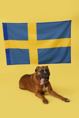 Sarı arka planda İsveç bayrağı taşıyan boksör köpeği