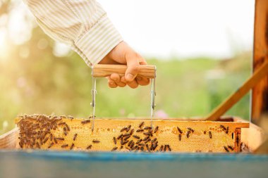 Beekeeper working at his apiary clipart