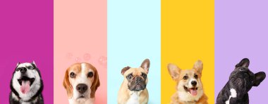 Renk arkaplan üzerinde birçok farklı köpek kolajı