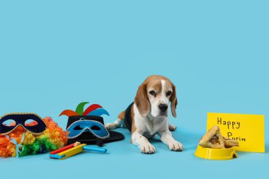 Hamantaschen kurabiyeleri ve Purim tatili için mavi arka planda dekoru olan sevimli Beagle köpeği.