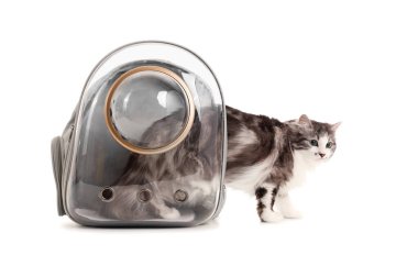 Beyaz arka planda, sırt çantalı şirin kedi.