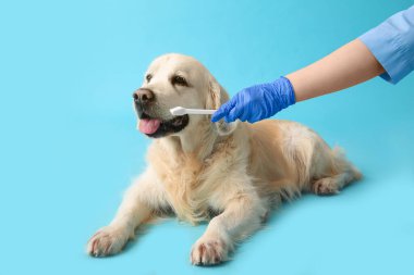 Tıbbi eldivenli bir kadın, mavi arka planda Labrador köpek dişlerini fırçalıyor.