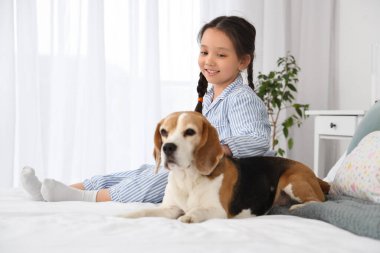 Küçük tatlı Asyalı kız ve Beagle köpeği yatak odasında oturuyor.