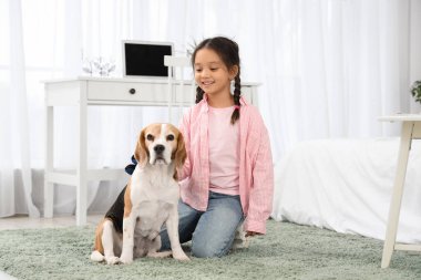 Küçük tatlı Asyalı kız yatak odasında eldivenle Beagle köpeğini fırçalıyor.