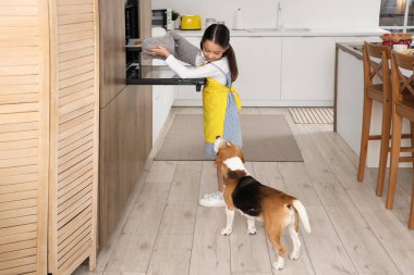 Küçük tatlı Asyalı kız ve Beagle köpeği mutfaktaki fırından pasta alıyorlar.
