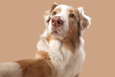 Şirin tüylü Avustralyalı çoban köpeği kahverengi arka planda selfie çekiyor.