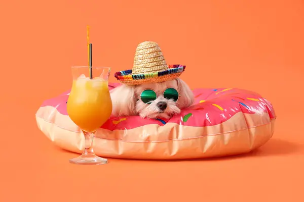 可爱的波洛涅犬 戴着太阳镜 头戴可充气环 背景橙色 图库图片