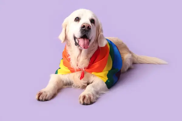 带有Lgbt标志的可爱拉布拉多犬躺在紫色背景上 图库图片