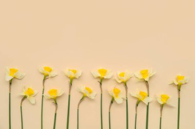 Bej arka planda nergis çiçekli kompozisyon. Üst görünüm