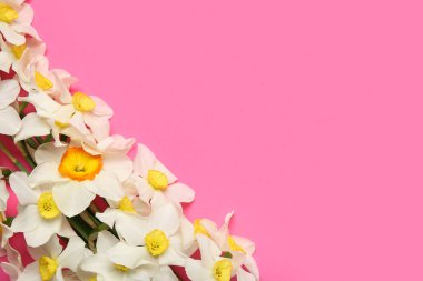 Pembe arka planda nergis çiçekleri olan kompozisyon. Üst görünüm