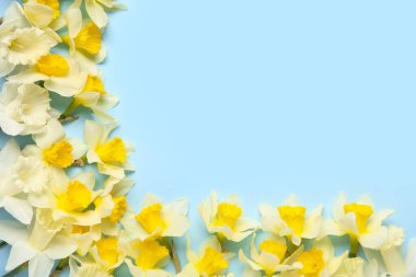 Mavi arka planda nergis çiçekleri olan kompozisyon. Üst görünüm