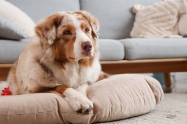 Şirin Avustralya çoban köpeği evcil hayvan yatağında yatıyor.