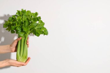 Beyaz arka planda taze yeşil kereviz demeti olan kadın elleri.