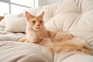 Evdeki beyaz kanepede uzanmış şirin bej renkli Maine Rakunu kedisi.