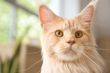 Tatlı bej rengi Maine Rakun kedisi evde, yakın plan.