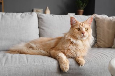 Evdeki gri kanepede yatan sevimli bej renkli Maine Rakunu kedisi.