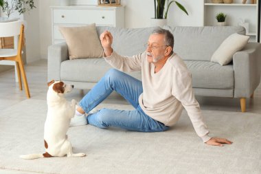 Olgun bir adam ve şirin Jack Russell teriyeri evde oturuyor.