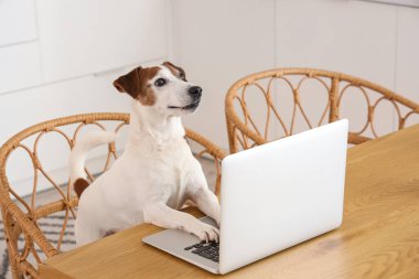 Mutfaktaki masada dizüstü bilgisayarı olan şirin Jack Russell Terrier.