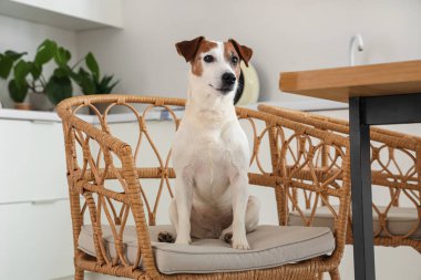 Sevimli Jack Russell teriyeri mutfakta sandalyede.