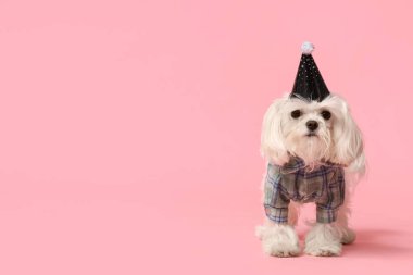Parti şapkalı şirin Bolonez köpeği pembe arka planda doğum gününü kutluyor.