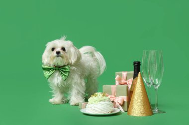 Papyonlu şirin Bolonez köpeği yeşil arka planda şampanya, pasta ve hediye kutularıyla doğum gününü kutluyor.