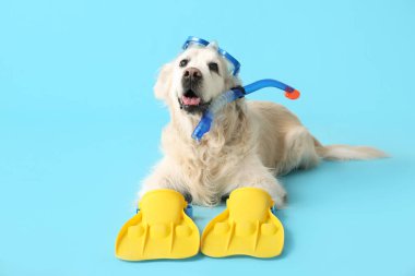 Dalış maskeli beyaz Labrador köpeği ve mavi arka planda paletler.