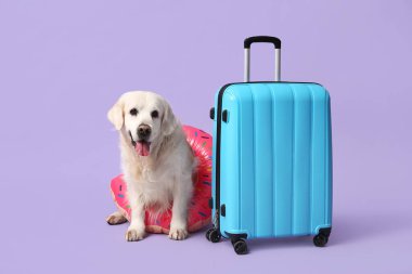 Beyaz, sevimli Labrador köpeği, şişirilebilir yüzük ve leylak arkaplanlı bavul.