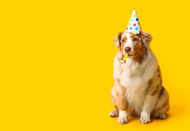 Sarı arka planda doğum gününü ıslıkla kutlayan parti şapkalı şirin Avustralya çoban köpeği.