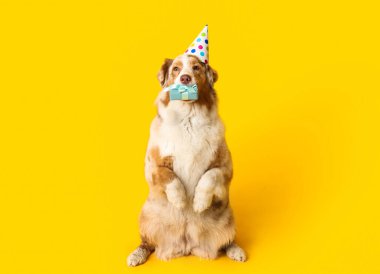 Parti şapkalı şirin Avustralyalı çoban köpeği sarı arka planda doğum gününü kutluyor.