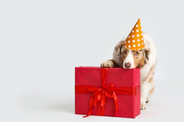 Parti şapkalı şirin Avustralyalı çoban köpeği. Gri arka planda doğum gününü kutluyor.