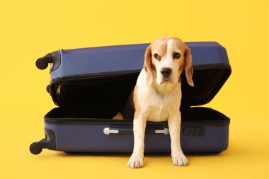 Sarı arka planda bavuldan çıkan sevimli köpek.